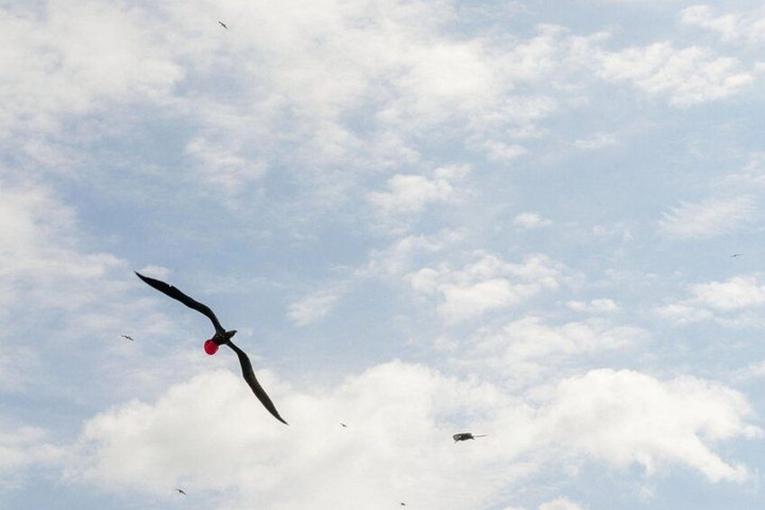 A bird in flight with a red object in its beak, and another bird in the distance. 1