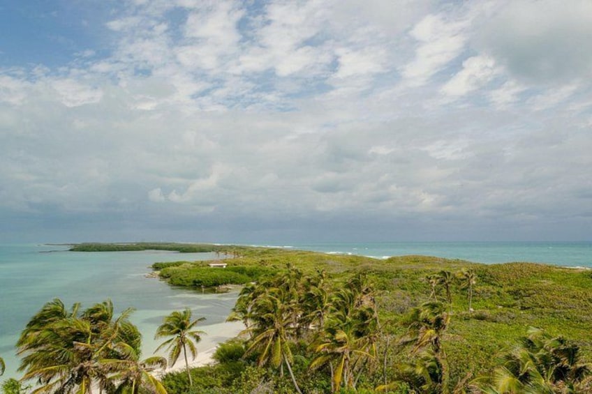 A tropical beach with palm trees and a clear view of the ocean. 4