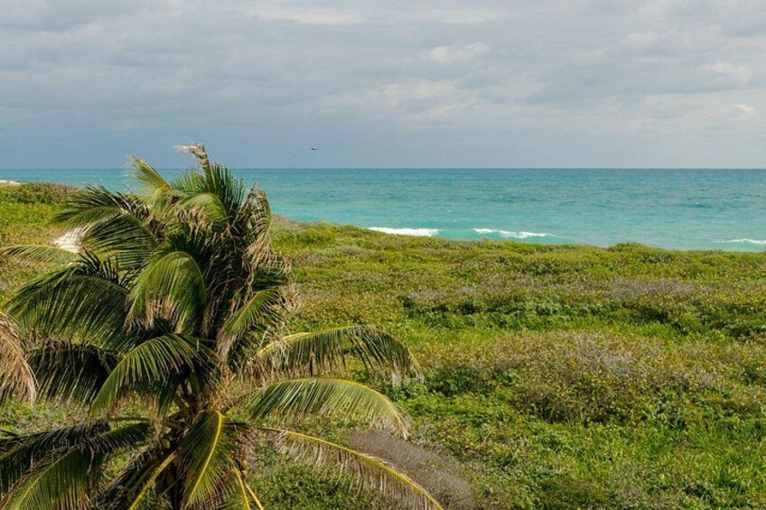 A coastal landscape with a palm tree, grassy terrain, and the ocean. 3