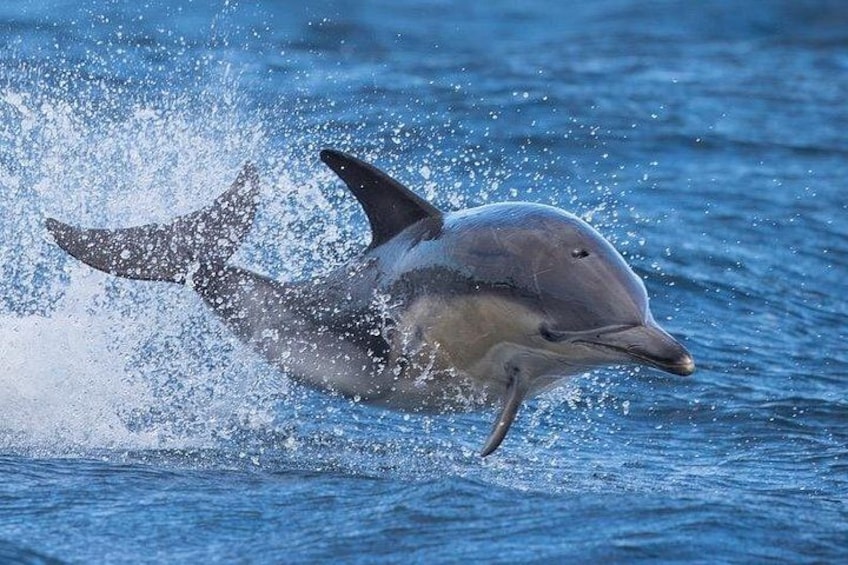 Delfin comun o panza blanca!! 1