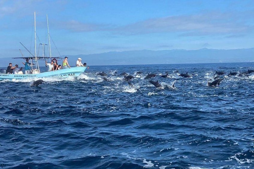 Amaizing show of dolphins!! 1
