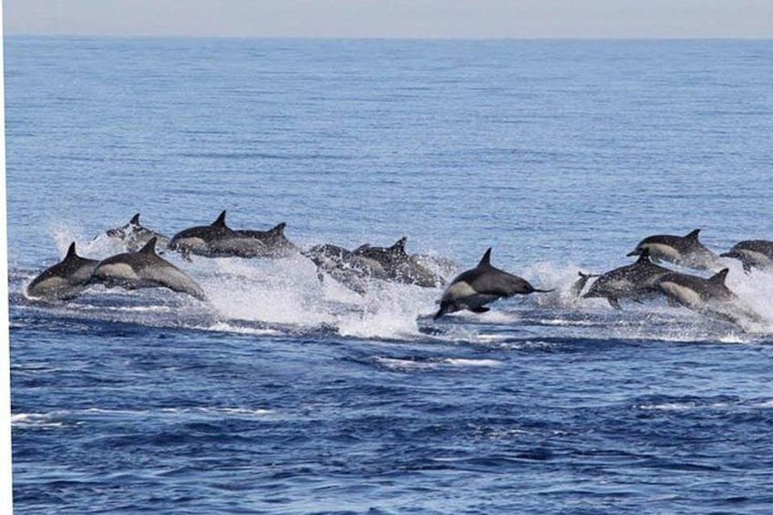 Common dolphins!! 4