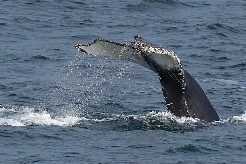 Humpback whale tail!! 2