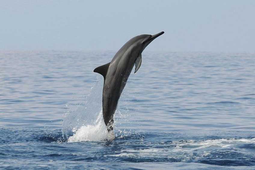 Jumping spotted dolphin!! 5