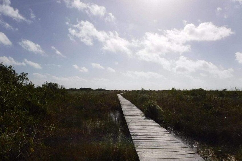 Une promenade en bois s’étendant au-dessus d’un paysage marécageux, bordée d’une végétation dense de part et d’autre. 5