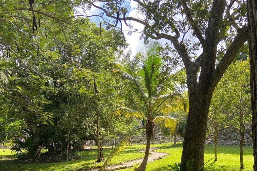 Un paysage verdoyant et luxuriant, parsemé de différents types d’arbres, dont un palmier imposant qui se détache au premier plan. 2