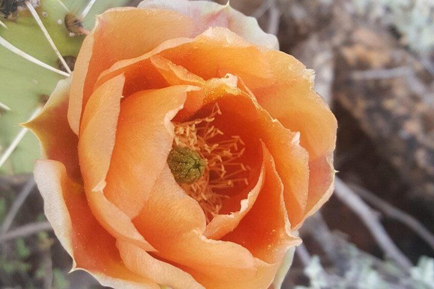 Un gros plan d’une fleur de cactus avec un centre vert. 4