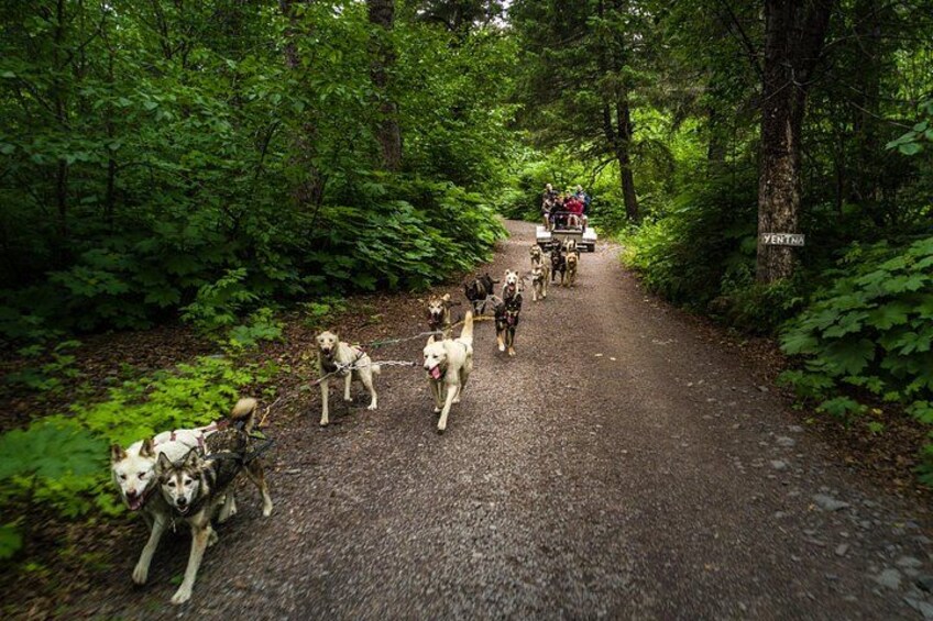 A group of dogs on leashes walking on a forest path. 2