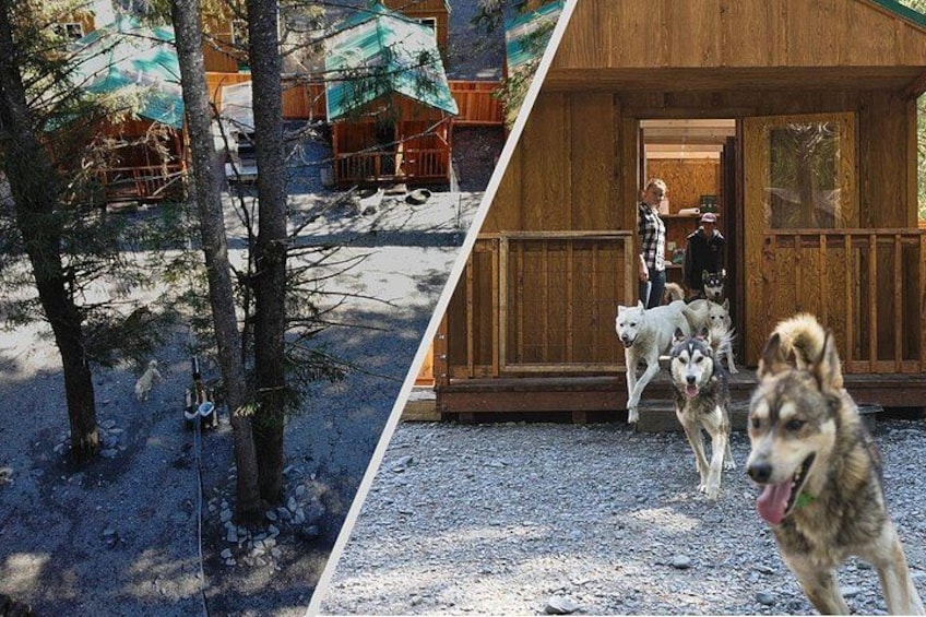 Wilderness Dog Sled Ride and Tour in Seward 3