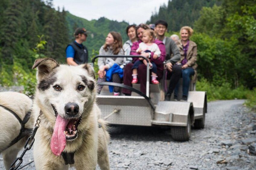 Alaska Dog Sledding Tour 5