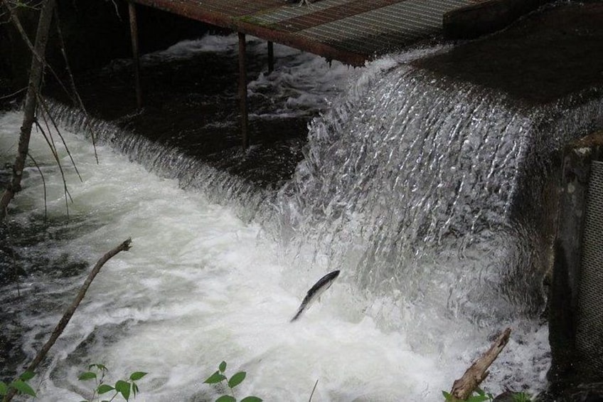 A waterfall with water cascading over a wooden structure. 2