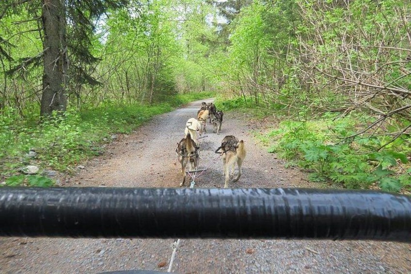 En gruppe hunde går på en sti i skoven. 2
