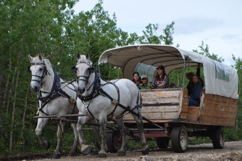 A covered wagon with two white horses pulling it down a dirt road, surrounded by trees. 1