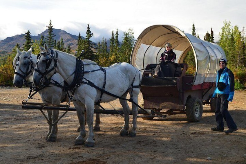 Horse-Drawn Covered Wagon Ride with Backcountry Dining 4