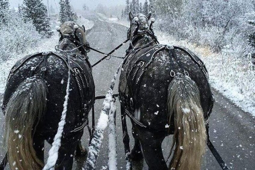 Horse-Drawn Covered Wagon Ride with Backcountry Dining 3