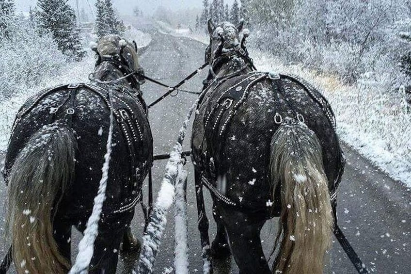 Horse-Drawn Covered Wagon Ride with Backcountry Dining 3
