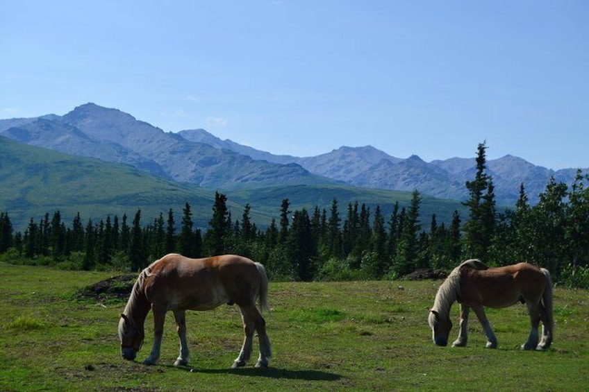 Horse-Drawn Covered Wagon Ride with Backcountry Dining 2