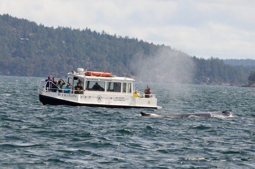 Guaranteed Whale Watching Tour 3