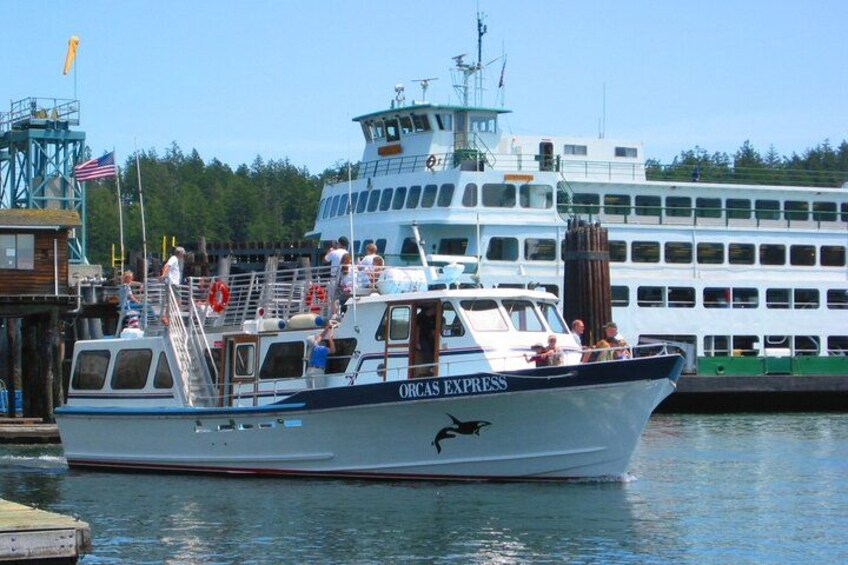 Guaranteed Whale Watching Tour 2