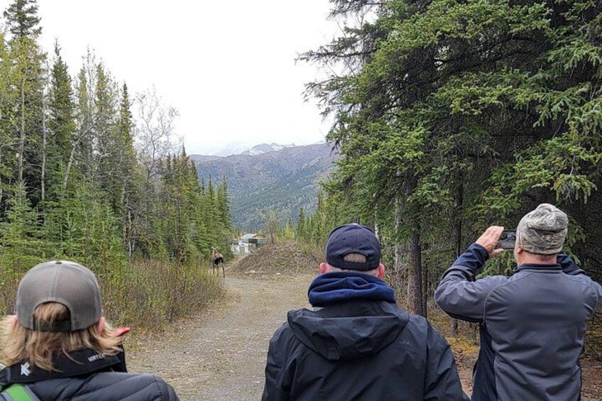 Denali Naturalist Walking Tour 5