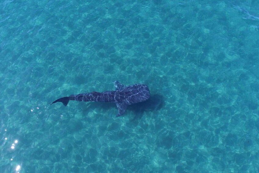 Un requin nageant dans une eau bleue et limpide. 4