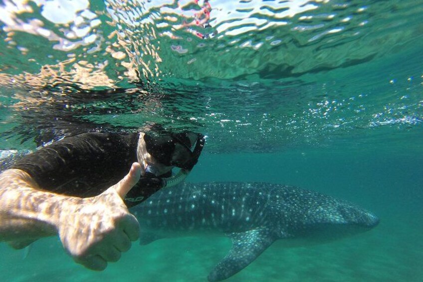 Une personne nageant sous l’eau avec un requin-baleine. 1