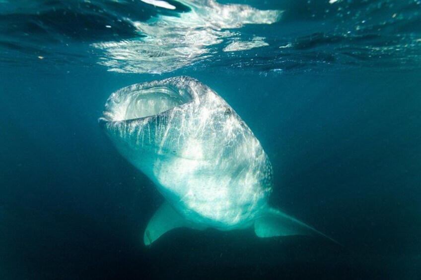 Un gros poisson nageant sous l’eau. 2