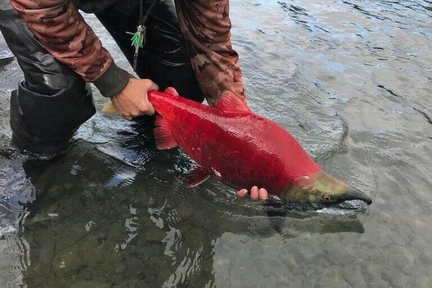Una persona sosteniendo un pez rojo grande en agua cristalina. 4
