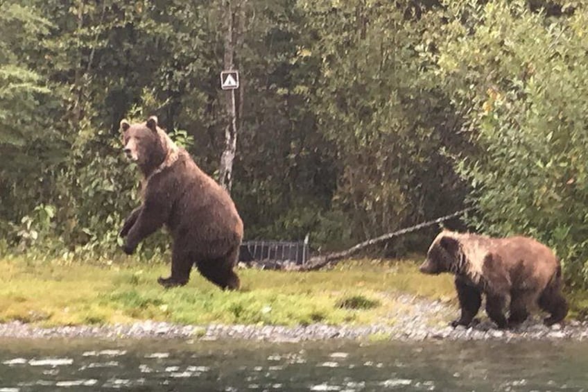 Ein Bär geht am Flussufer entlang, im Hintergrund dichtes Grün. 4