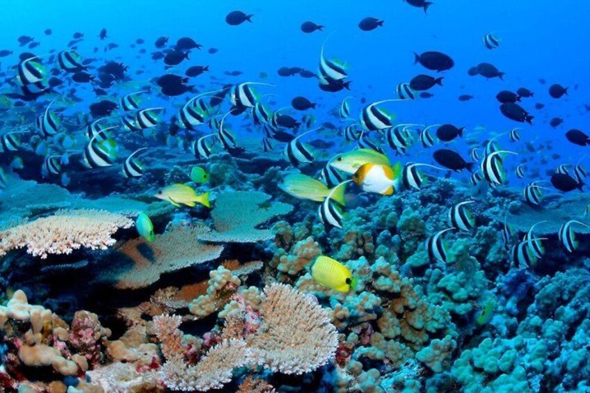 Un arrecife de coral vibrante con diversas especies de peces, incluyendo peces con rayas amarillas y negras, y varias formaciones coralinas. 3