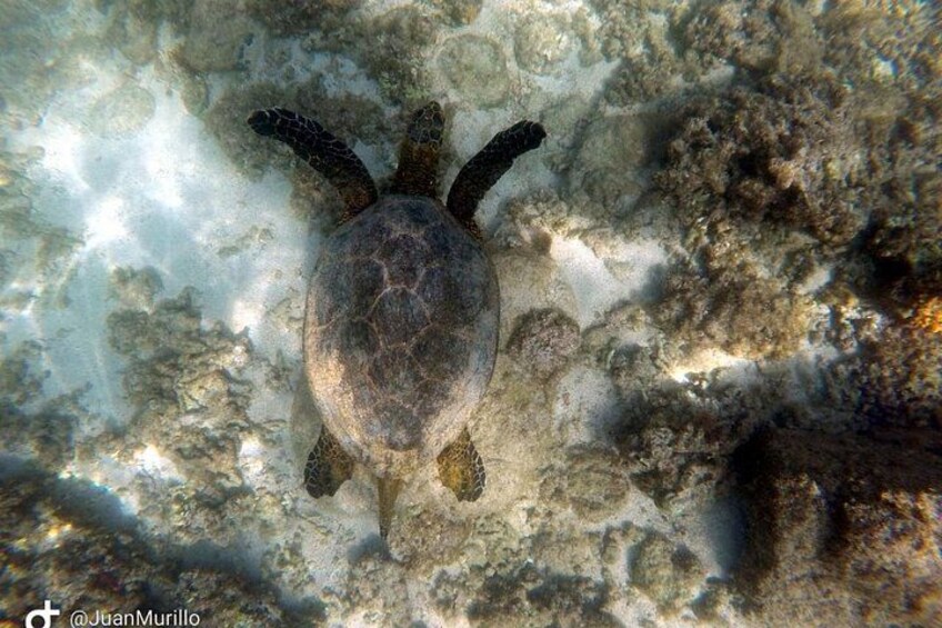 Una tortuga marina nadando cerca de un arrecife de coral. 2