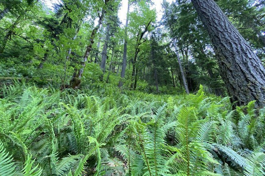 Forest near the Elwha 2