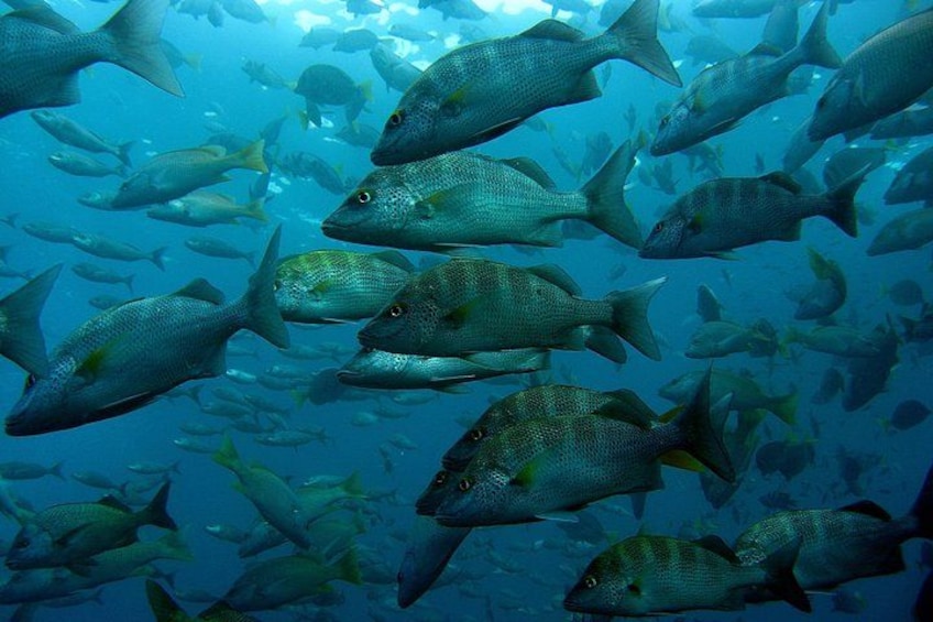 A school of fish swimming underwater. 4