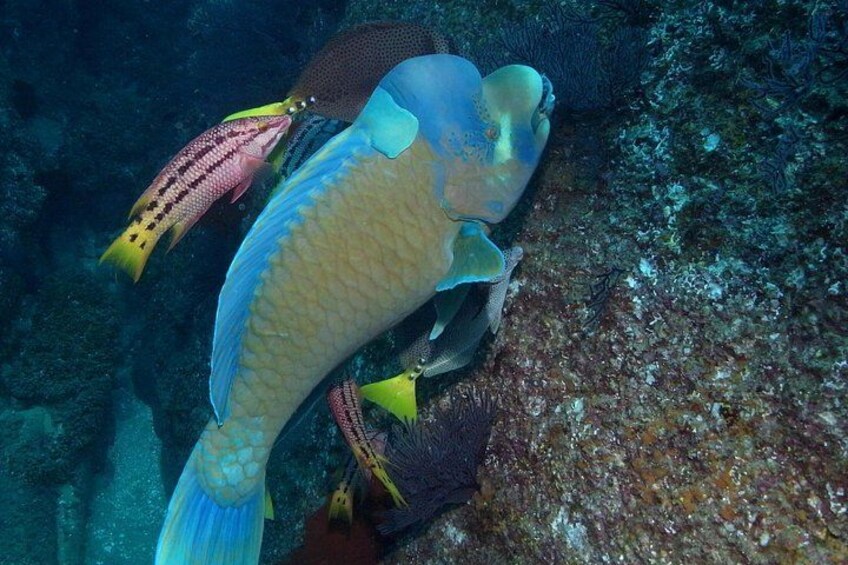 Cabo San Lucas Short Snorkeling Tour with Divemaster Guide 3