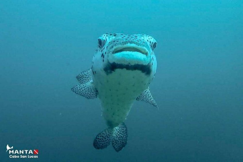 A fish with a spotted pattern swimming underwater. 2