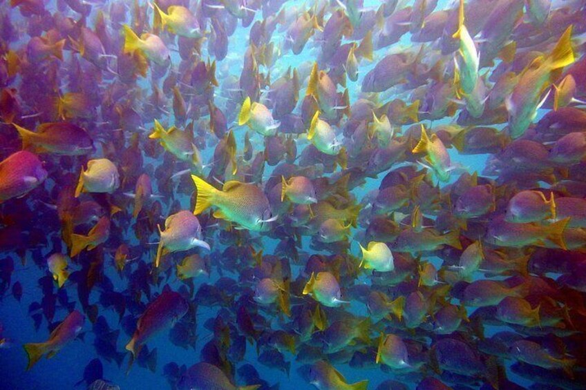 Cabo San Lucas Short Snorkeling Tour with Divemaster Guide 3