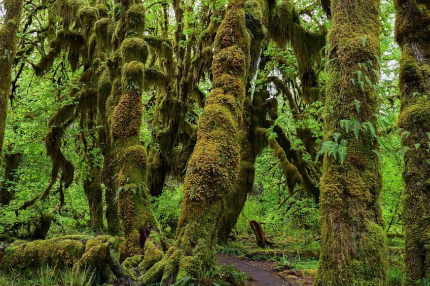 Hall of Mosses at the Hoh Rain Forest 1