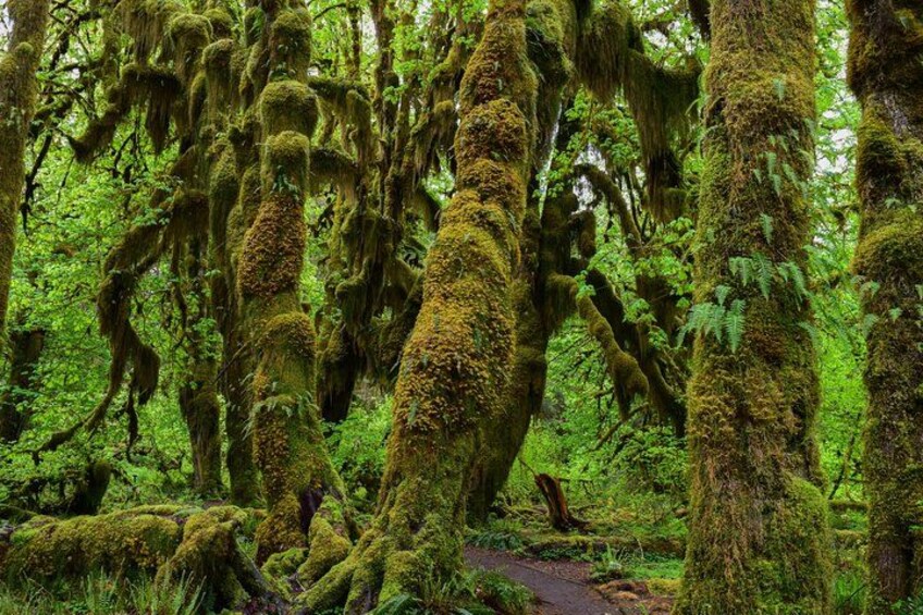 Une forêt où les arbres sont recouverts de mousse et où l’on trouve un sentier. 1