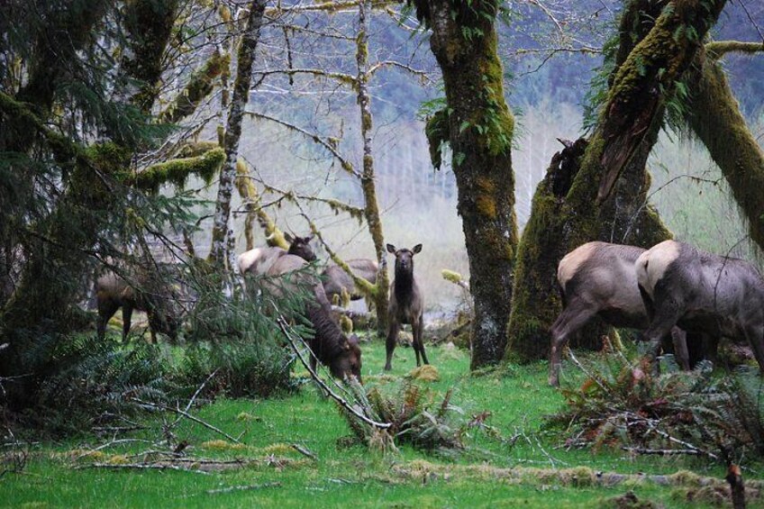 Roosevelt Elk in the rain forest 5