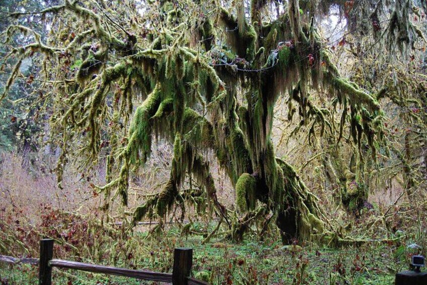Moss-laden big leaf maple 4