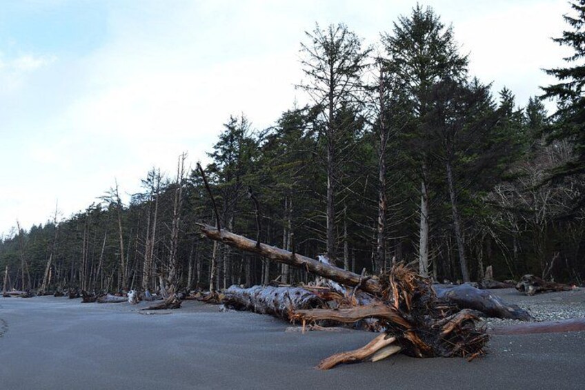 The forest meets the sea 2