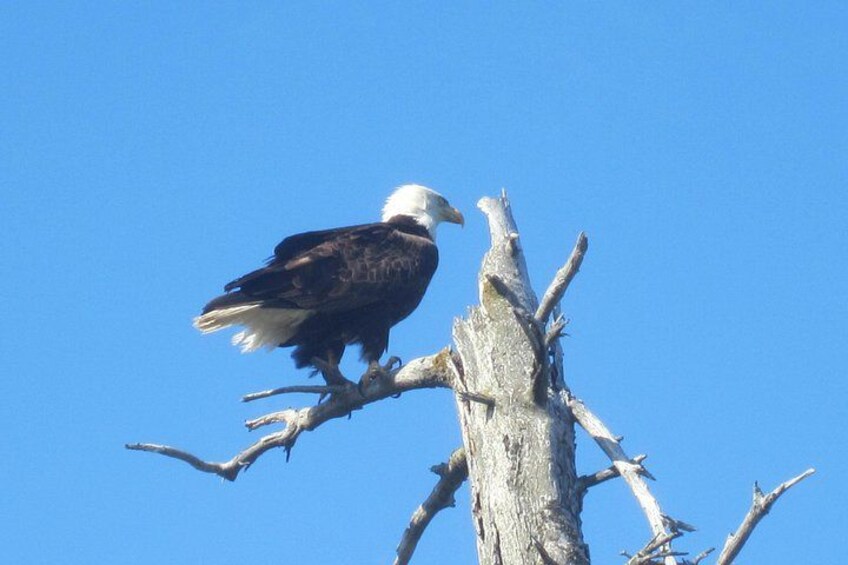 Un aigle était perché sur une branche d’arbre mort, se détachant sur un ciel bleu clair. 2