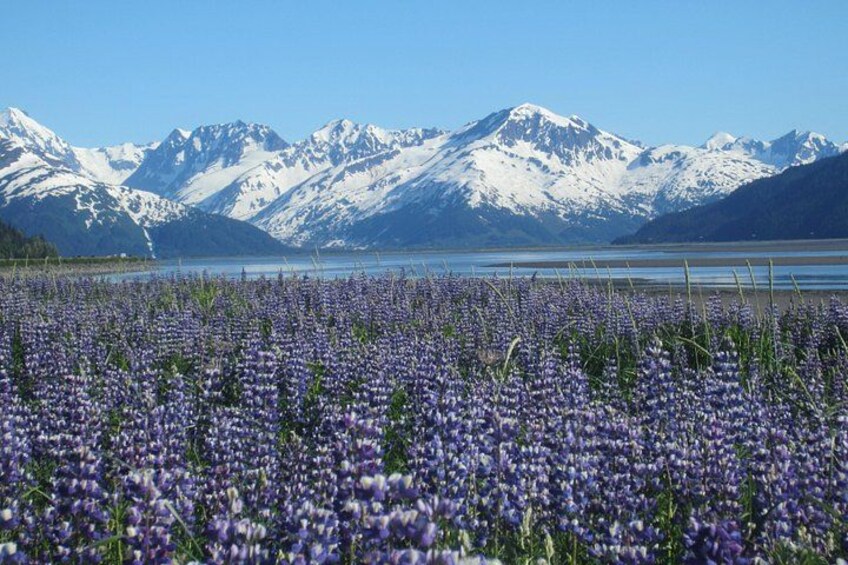 Un champ de fleurs violettes, avec des montagnes enneigées en arrière-plan. 4