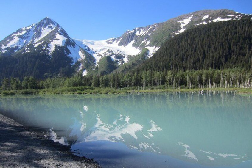 Wildlife and Glaciers with a walk in the Rainforest