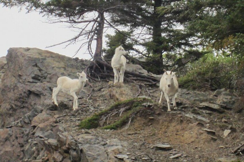 Trois chèvres blanches se trouvent sur une colline rocheuse, où la végétation est clairsemée, et un grand arbre se dresse à l’arrière-plan. 3