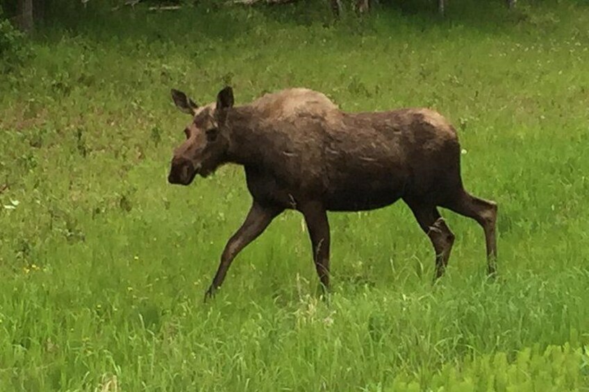Un élan traversant un champ d’herbe. 2