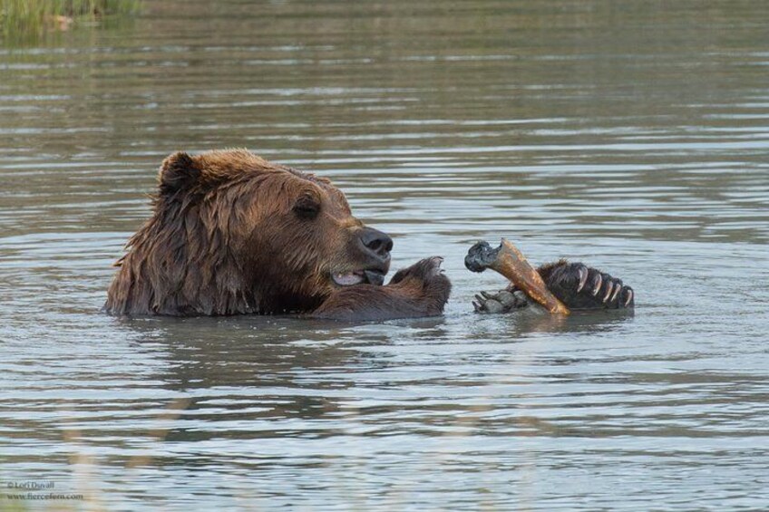 JB the coastal brown bear, enjoying his habitat at the AWCC 3