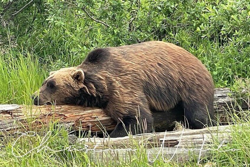 Alaska Wildlife Tour 4