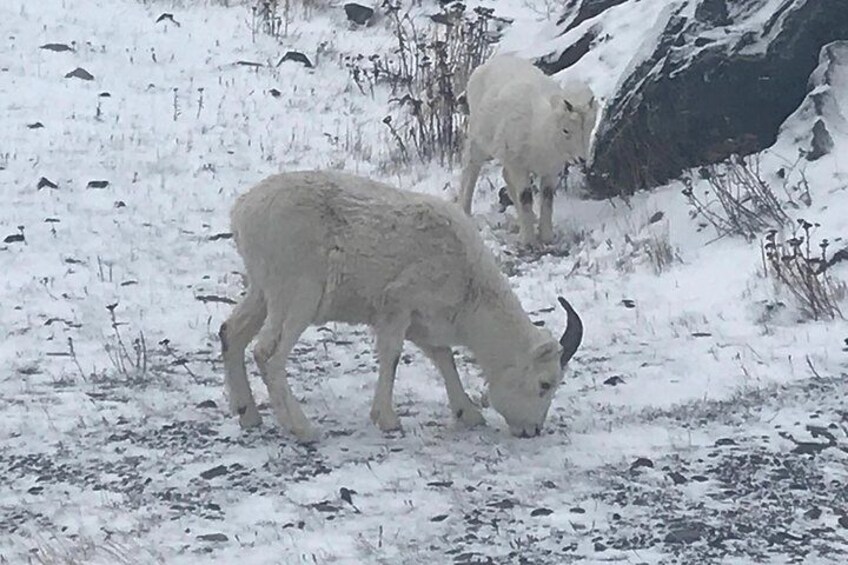 Winter - Wildlife & Turnagain Arm Tour