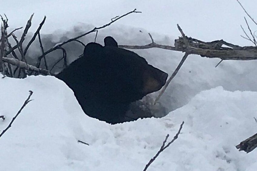 Een beer gedeeltelijk bedolven onder de sneeuw, nabij een tak. 2